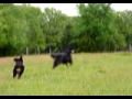 Bernese Mountain Dogs gone wild