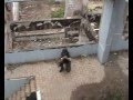Paintball GALOS DE BRIGA - BATTLE LAKE POINT (Parte II)