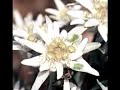 etoile des neiges etoile des neiges