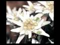 etoile des neiges