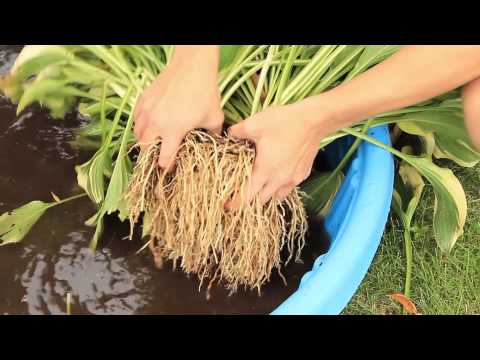 how to split and replant hostas