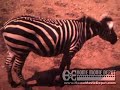 Reel 24 Brookfield Zoo 1977