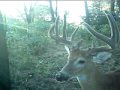 Big 11pt.