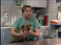 Dr. Király Péter, az újpesti állatorvos Dr. Király Péter, az újpesti állatorvos