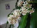 Dracaena fragrans blooming