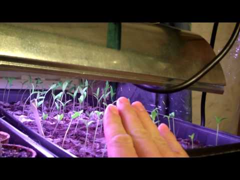 how to grow 100 lbs of potatoes