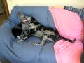 Catahoula Lepoard Dog and Australian Cattle Dog play wrestling