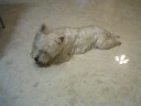 Westie Puppy Week 61 bone 2