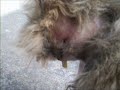 Scratchys Operation