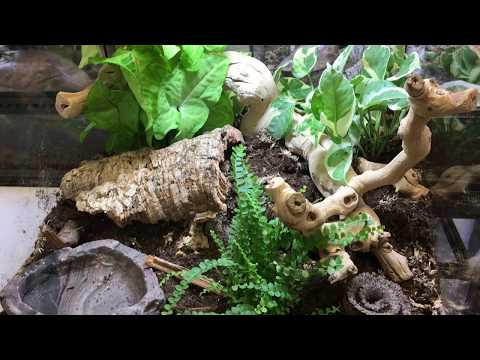 YouTube reptile video