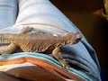 Eqyptian Uromastyx Eqyptian Uromastyx