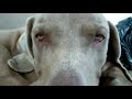 Cute Dog is Watching You!