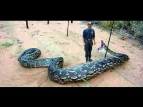 YouTube reptile video