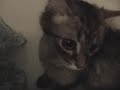 Bathtub Catfight Bathtub Catfight