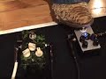 Zendrive vs LUTHER Drive from Hot Head FX Part 1 of 2