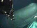 Whale appears under subsea operations