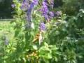 Swallowtail Butterfly on Duranta Swallowtail Butterfly on Duranta