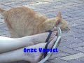 De katten buiten De katten buiten