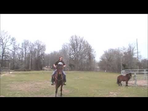 horse