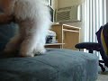 MALTIPOO- grooming time