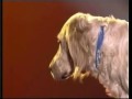 Franck Marvin dogact Signée Taloche tv Franck Marvin dogact Signée Taloche tv