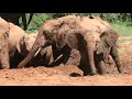 Baby Elephants in Kenya's Masai Mara - So Cute! - African Safari Videos