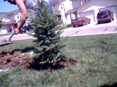how to replant blue spruce