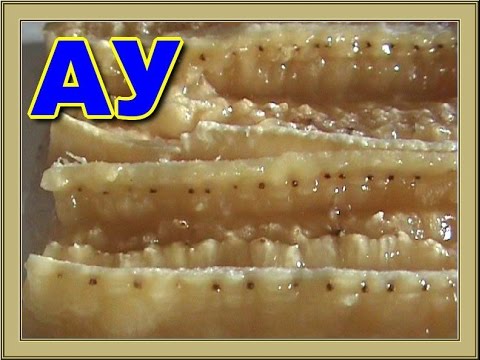 Смотреть / Выращиваем бананы из семян бананов-Grown bananasgrow from ceeds bananas / WaterVideo.ru / видео онлайн в хорошем каче