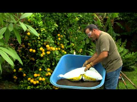 video-linktoworks-"Secret Sauce" "Citrus Trees" #195