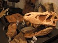 Dinosaurs Rock At The Bronx Zoo