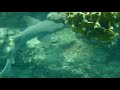 Under water Bahamas video i shot