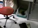 my new video of cats my new video of cats