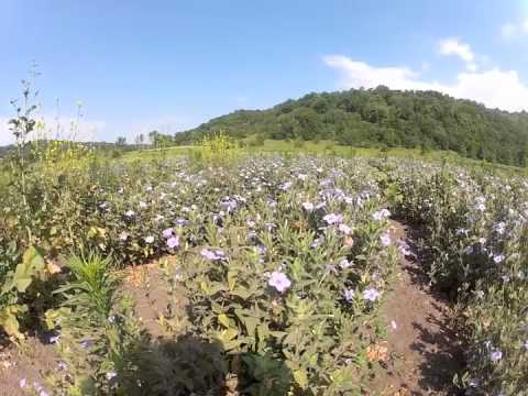 how to harvest petunia seeds