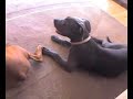 The Dog Whisperer and the Doorbell