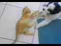 kedi köpek oyunu 2