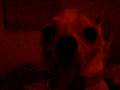 videos de Zazzle fun