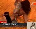 monty mekano baile africano 2
