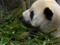 Panda lunch time at the Memphis Zoo
