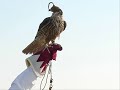 قطر يابروق تكاشف
