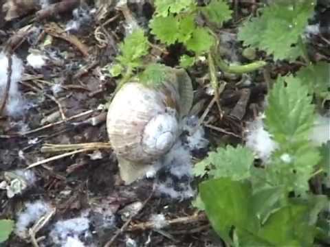 Poplar trees and edible snails!, May 2011 Poplar trees and edible snails!, May 2011