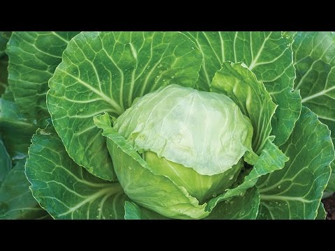 video-linktoworks-Growing Cabbage
