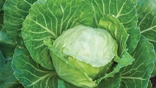 All About Growing Cabbage