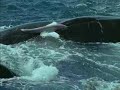 The Wright Whale
