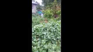 First Year of School Garden May 2015