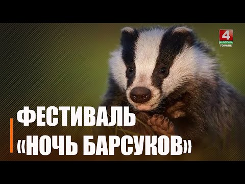 «Ночь Барсуков» пройдёт в Нацпарке «Припятский» с 14 по 15 июня видео