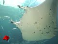 Raw Video: Manta Ray Moves to Georgia