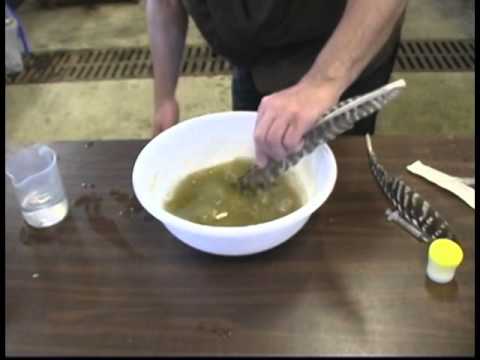 how to fertilized koi eggs