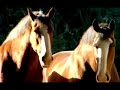 Budweiser - Horses