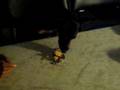 videos de Tiki B's 5th Birthday