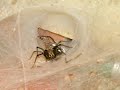 Boris the Spider